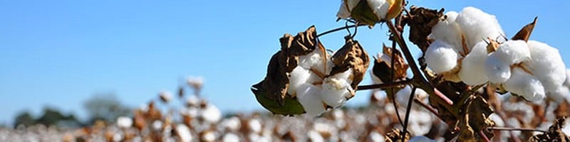 Cotton CFDs Trading at Friedberg Direct