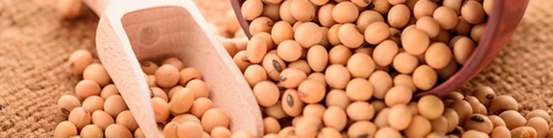Trade Soybean CFDs with a leading broker at Friedberg Direct