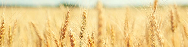 Wheat CFD Trading - Trade Soft Commodities at Friedberg Direct